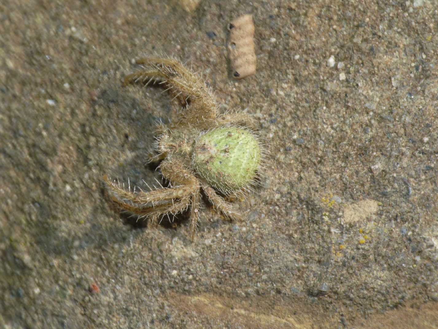 Giovane Heriaeus pallido e infangato